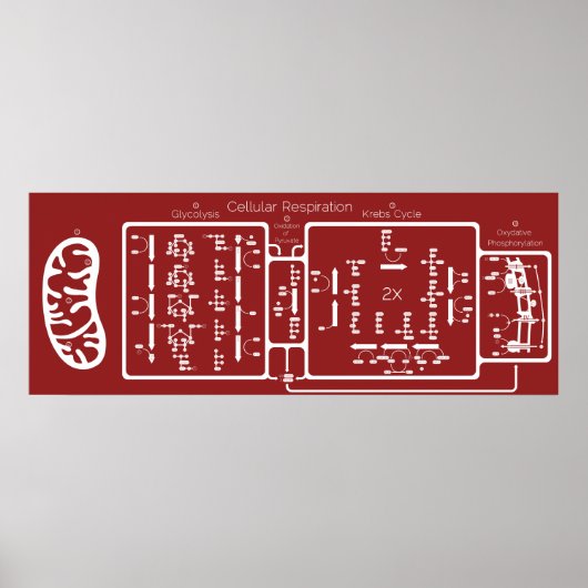 Zelluläre Atmung 42x16 Poster (Vorne)