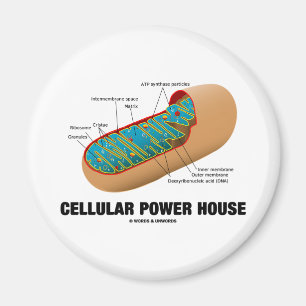 Zelluläres Power House (Mitochondrion) Magnet