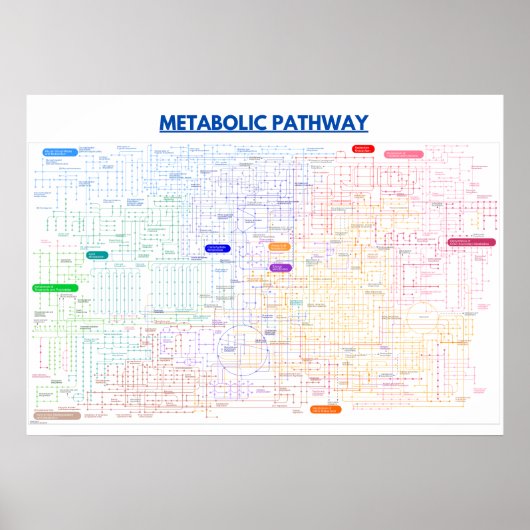 Zellweg Poster (Vorne)