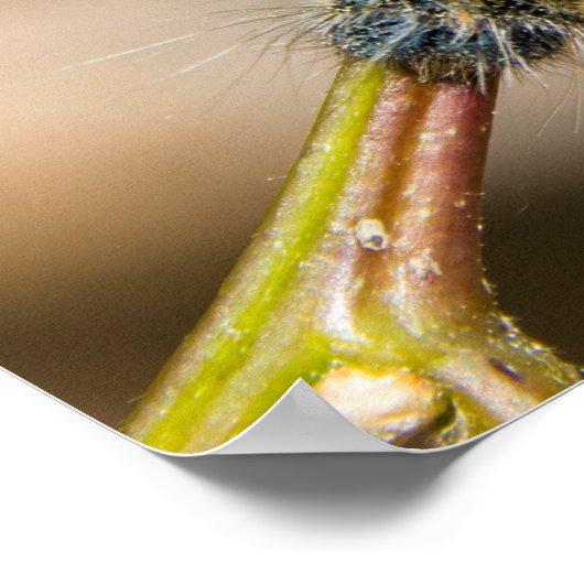 Zelt Raupe Wall Art Poster (Ecke)