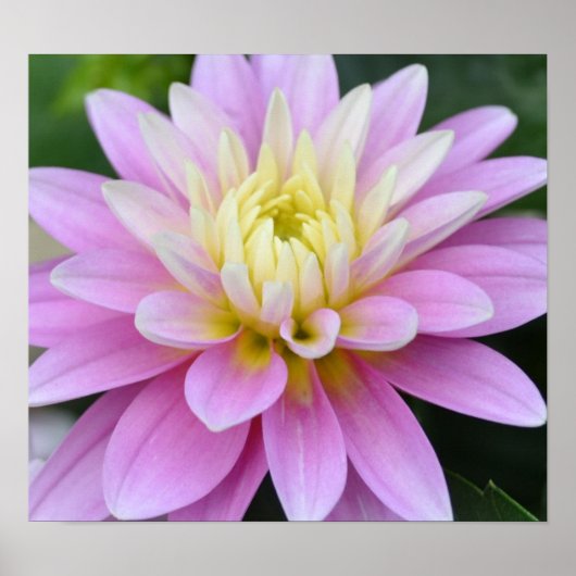 Zen-Blume - Dahlia Poster (Vorne)
