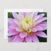 Zen-Blume - Dahlia Postkarte (Vorne/Hinten)