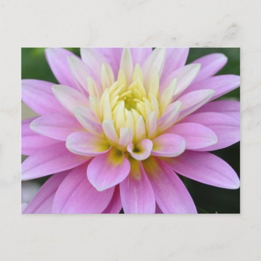 Zen-Blume - Dahlia Postkarte (Vorderseite)