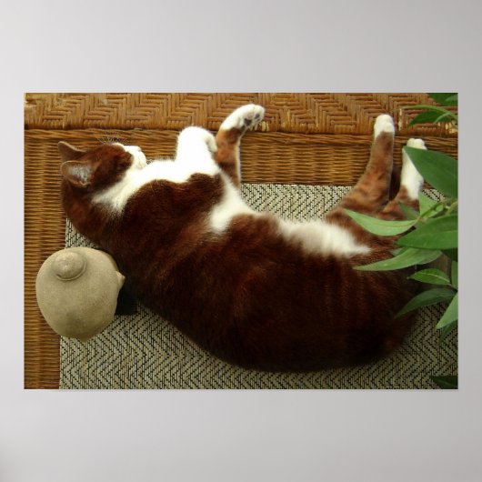 Zen Cat Poster (Vorne)