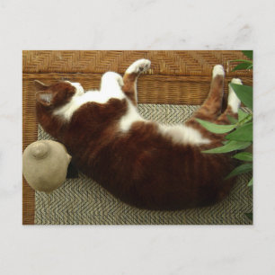 Zen Cat Postkarte