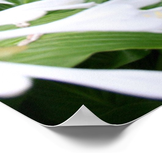 Zen Garden 1 mit weißer Grenze Andere Plakate (Ecke)