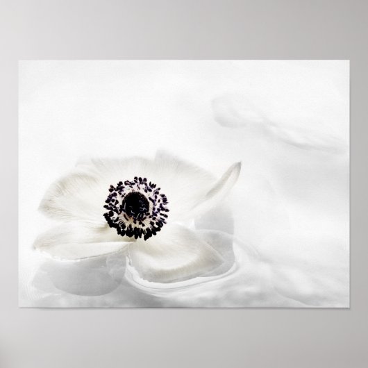 Zen High Key White Anemone über Wasser Hintergrund Poster (Vorne)