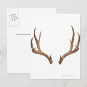 Zen Point Deer Postkarte (Vorne/Hinten)