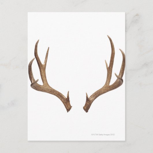 Zen Point Deer Postkarte (Vorderseite)