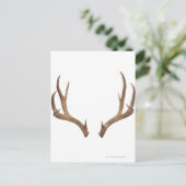 Zen Point Deer Postkarte (Stehend Vorderseite)