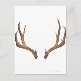 Zen Point Deer Postkarte