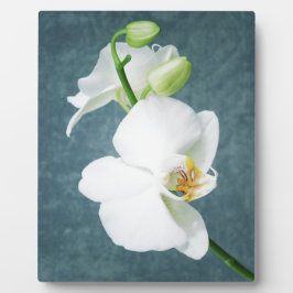 Zen White Orchid Blume Fotoplatte