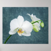 Zen White Orchid Poster (Vorne)