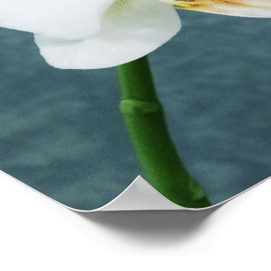 Zen White Orchid Poster (Ecke)