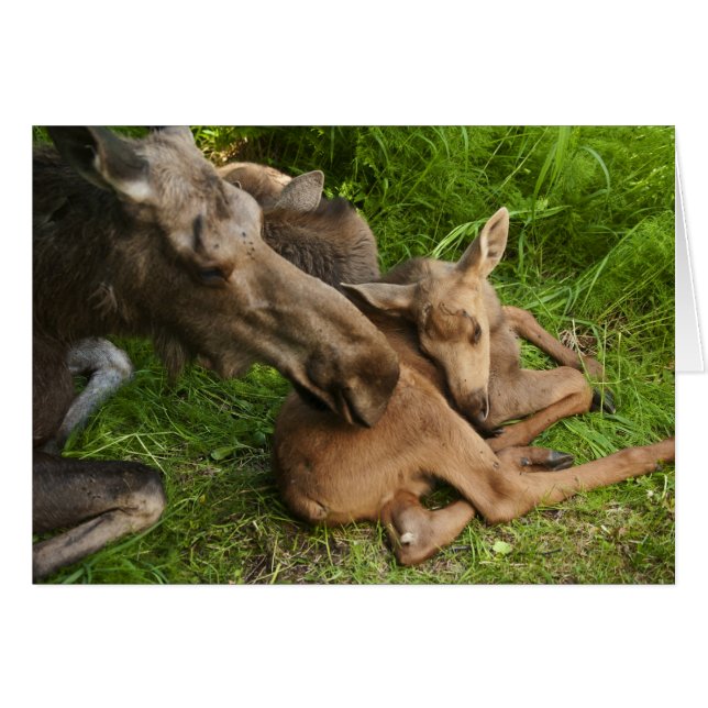 Zender Mother Moose (Vorderseite (Horizontal))