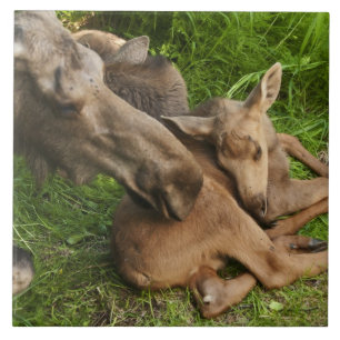 Zender Mother Moose Fliese