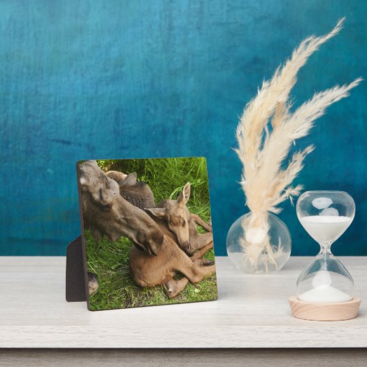 Zender Mother Moose Fotoplatte (InSitu)