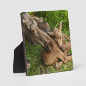 Zender Mother Moose Fotoplatte (Vorderseite)