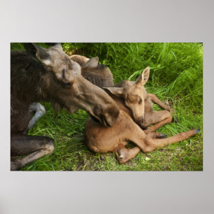 Zender Mother Moose Poster