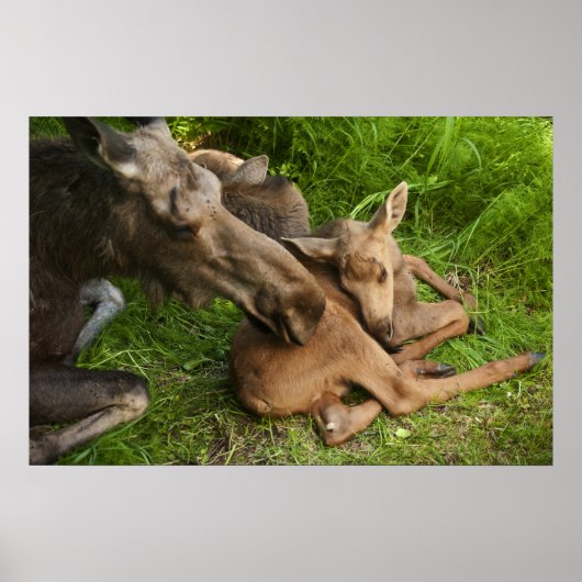 Zender Mother Moose Poster (Vorne)