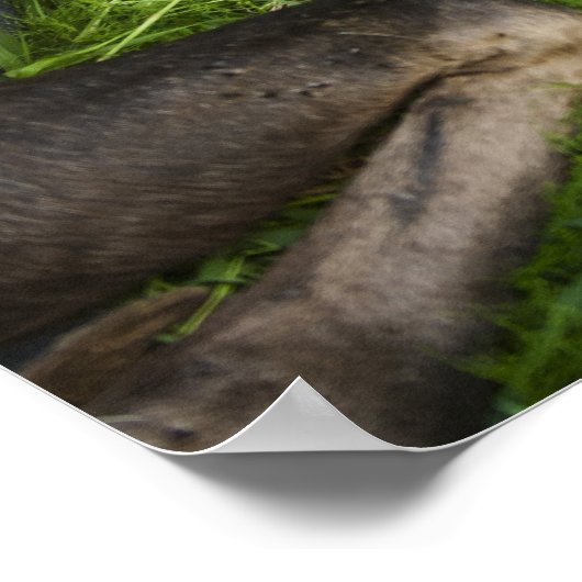 Zender Mother Moose Poster (Ecke)