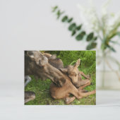 Zender Mother Moose Postkarte (Stehend Vorderseite)