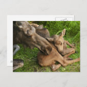 Zender Mother Moose Postkarte (Vorne/Hinten)