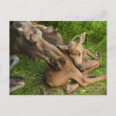 Zender Mother Moose Postkarte (Vorderseite)