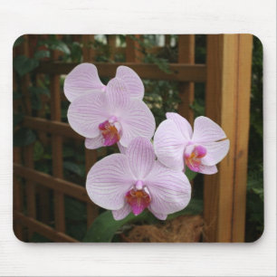 Zenorchideen Mousepad