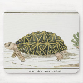 Zent Tortoise | Schildkrötenmeer Mousepad