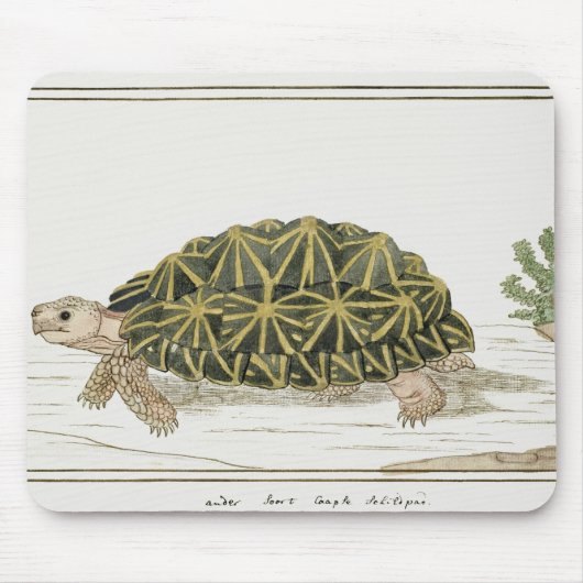 Zent Tortoise | Schildkrötenmeer Mousepad (Vorne)