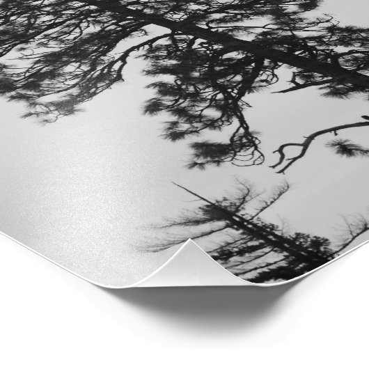 Zentral gelegene Pines Schwarz/Weiß Fotodruck (Ecke)