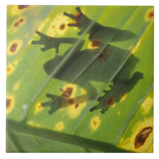 ZENTRALAMERIKA, Costa Rica, Frosch in der Hinterbe Fliese (Vorderseite)