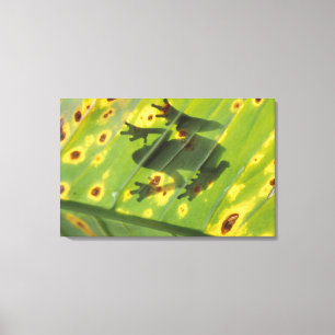 ZENTRALAMERIKA, Costa Rica, Frosch in der Hinterbe Leinwanddruck