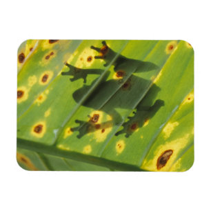 ZENTRALAMERIKA, Costa Rica, Frosch in der Hinterbe Magnet