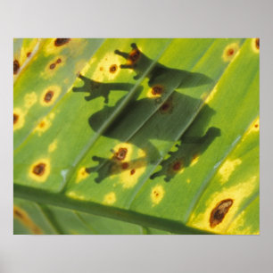 ZENTRALAMERIKA, Costa Rica, Frosch in der Hinterbe Poster