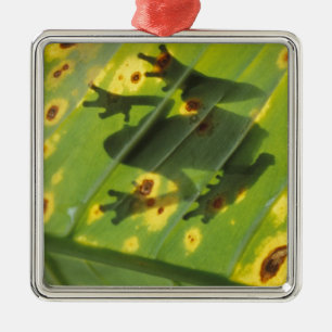 ZENTRALAMERIKA, Costa Rica, Gegenlichtfrosch auf Silbernes Ornament