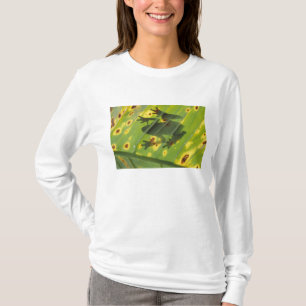 ZENTRALAMERIKA, Costa Rica, Gegenlichtfrosch auf T-Shirt