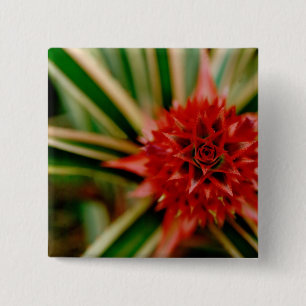 Zentralamerika, Costa Rica, San Vito, Wilson Button