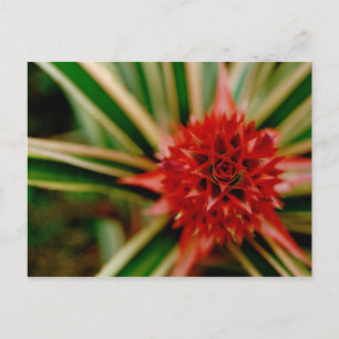 Zentralamerika, Costa Rica, San Vito, Wilson Postkarte