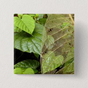 Zentralamerika, Costa Rica, Sarapiqui, Braulio Button