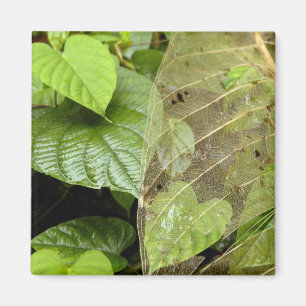 Zentralamerika, Costa Rica, Sarapiqui, Braulio Magnet