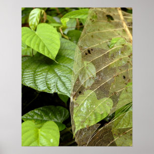 Zentralamerika, Costa Rica, Sarapiqui, Braulio Poster