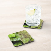 Zentralamerika, Costa Rica, Sarapiqui, Braulio Untersetzer (Rechte Seite)