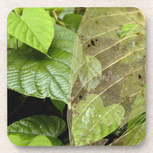 Zentralamerika, Costa Rica, Sarapiqui, Braulio Untersetzer