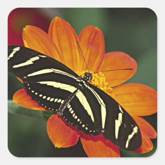 Zentralamerika, Costa Rica, Selva Verde Quadratischer Aufkleber (Vorderseite)