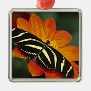 Zentralamerika, Costa Rica, Selva Verde Silbernes Ornament