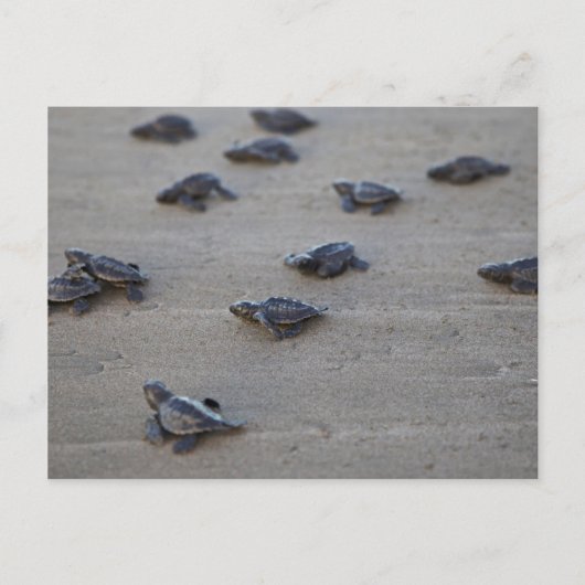 Zentralamerika, El Salvador, Pazifik Postkarte (Vorderseite)