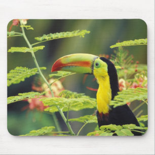 Zentralamerika, Honduras. Keilschnabeltukan Mousepad