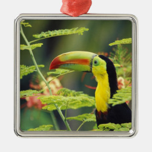 Zentralamerika, Honduras. Keilschnecken-Tukan Ornament Aus Metall